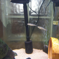 ５月にとある神奈川県の川ですくってきた稚魚が２匹います 現在 Yahoo 知恵袋