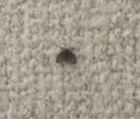 このハエの種類を教えてください コバエホイホイでは 捕まりませんで Yahoo 知恵袋