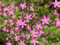 とっても可愛い小花の雑草です 今日大阪府貝塚市で撮りまし Yahoo 知恵袋