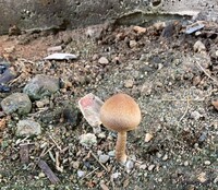 家の裏にキノコが生えました 全長３センチくらいです これは何 Yahoo 知恵袋