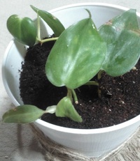 シャクナゲとシャクヤク どんな違いがありますか シャクナゲ Yahoo 知恵袋