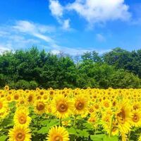 中学生が作るような春の俳句を英語で作って欲しいです お願いします Yahoo 知恵袋