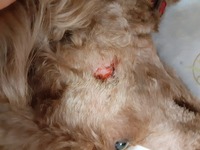 みんなの動物園 で 相葉が 保護犬をトリミングする動画がありますが 攻撃的な Yahoo 知恵袋