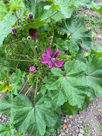 ハーブセットという商品を購入して 今現在このような花を咲かせ Yahoo 知恵袋