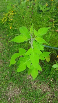 アサガオの葉に似た この草の名前を教えてください アサガオだと育ててい Yahoo 知恵袋