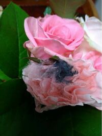 薔薇の花を育ててる方に これは 最近の写真ですが カビでしょうか Yahoo 知恵袋
