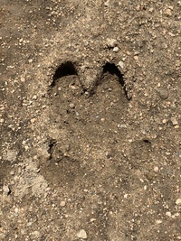 この足跡は何の動物でしょうか 神戸の山に近い公園にありました 副 Yahoo 知恵袋