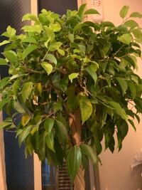 この植物てなんでしょう こんなふうに枯れてきたのですが 原因わかりますか Yahoo 知恵袋