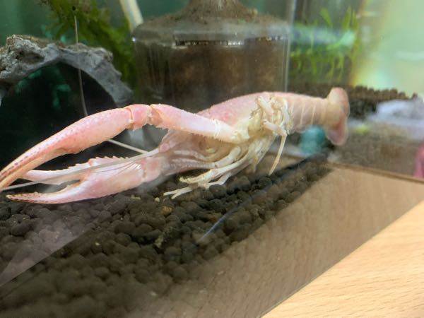 ザリガニがいきなりひっくり返ってしまい死にそうです さ Yahoo 知恵袋