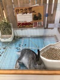 うさぎが何かを食べているasmrで 線に引っかかって一回転するやつ Yahoo 知恵袋