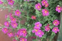 お花に詳しい方へ花の名前を教えてください ピンクの小花がたく Yahoo 知恵袋