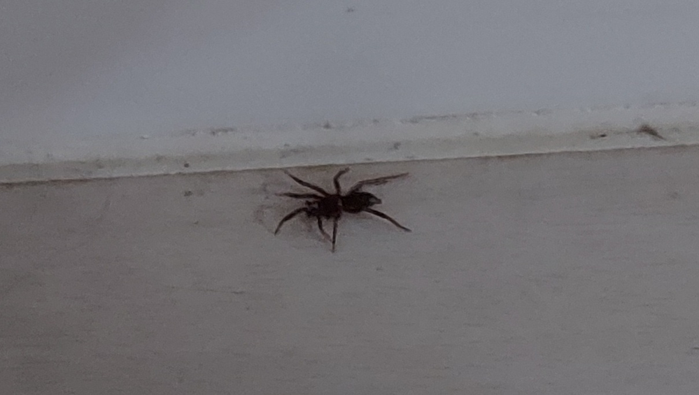 この蜘蛛は危険ですか チリグモです これで成体です 人家によく見 Yahoo 知恵袋