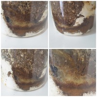 カブトムシの蛹室上部に穴を開けてしまいました どうしましょう Yahoo 知恵袋