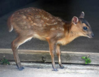 キョン好きですか キョンの魅力を教えて下さい Yahoo 知恵袋