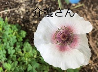 この花の名前は何ですか 撮影日は21年6月21日で撮影場 Yahoo 知恵袋