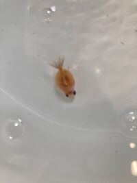 ピンポンパールについて質問です 6 にラグビーボール型のピン Yahoo 知恵袋