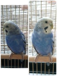 セキセイインコなのですが この写真から性別とおおおよその年齢わかります Yahoo 知恵袋