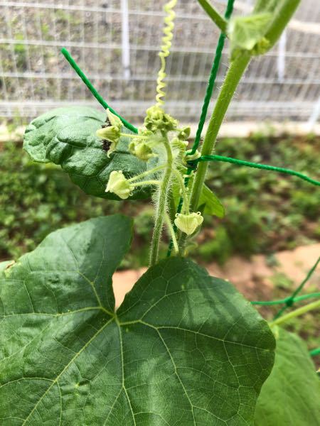 野菜連作障害について 今年5月に内径30ｃｍ深さ35ｃｍのプランターに中 Yahoo 知恵袋