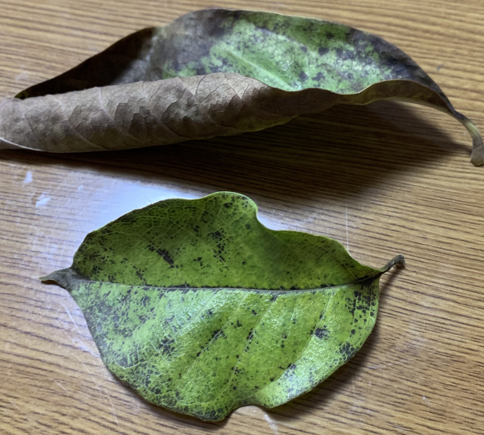 庭に植えたモクレン 植えてから30年ほど が現在 一部枯れかけているよ Yahoo 知恵袋