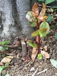 月桂樹の根元からたくさんひこばえ が出てきてますが せっかく Yahoo 知恵袋