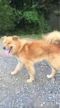 この犬の犬種はなんでしょうか 家の前に置かれていた子犬 Yahoo 知恵袋