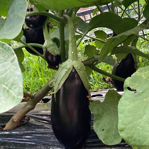 ナスのヘタの色が緑色なんだけど そういう品種ですか なんか変じゃない Yahoo 知恵袋