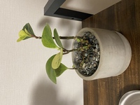 観葉植物に詳しい方 教えてください 写真の植物の名前が知りた Yahoo 知恵袋
