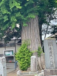 このイチョウの木は大体樹齢何年くらいですか？ 