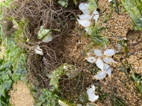 海辺を歩いていたら 海藻に白い物が沢山付いていました こちらの名前を教 Yahoo 知恵袋