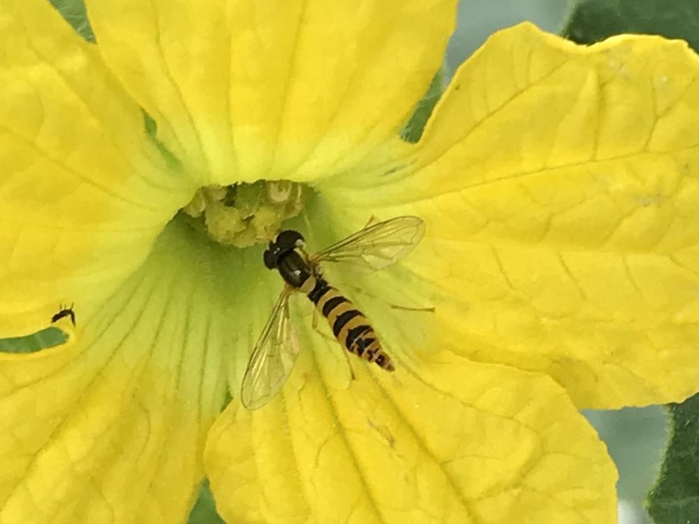 至急 メロンの花にとまった虫の名前を教えて下さい ハチ Yahoo 知恵袋