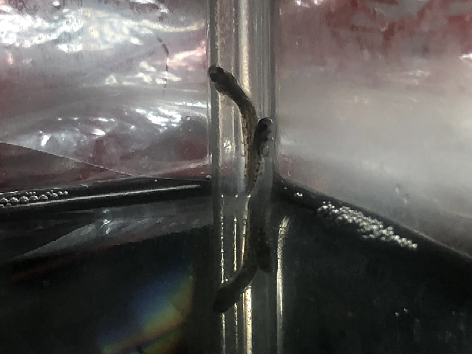 ヨシノボリの稚魚って 驚くと跳ねるのでしょうか 小さい Yahoo 知恵袋