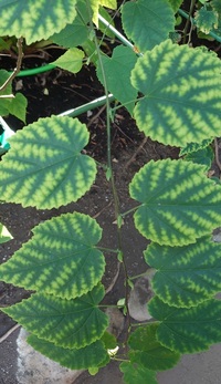 どこかの植物園の温室で見たのですが ほしいと思って花屋で探してもなかな Yahoo 知恵袋