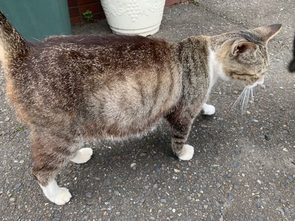 猫につわりはあるのでしょうか？メス猫で生まれて今年で2年目です 