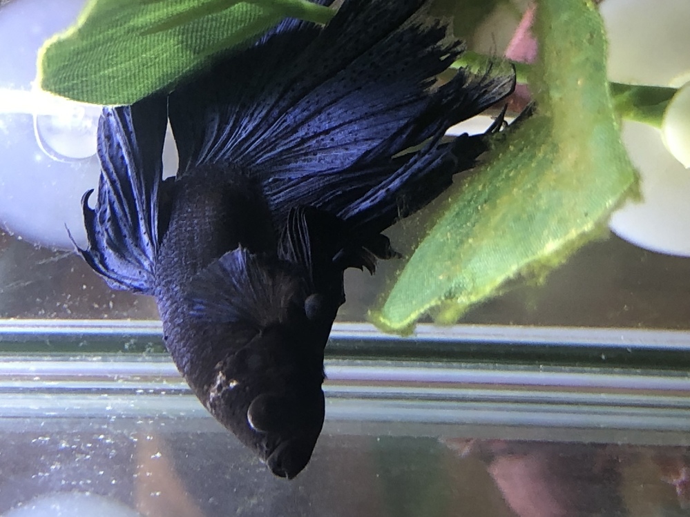 熱帯魚 ベタ を飼っているのですが 頭付近に白い汚れ のようなものが Yahoo 知恵袋