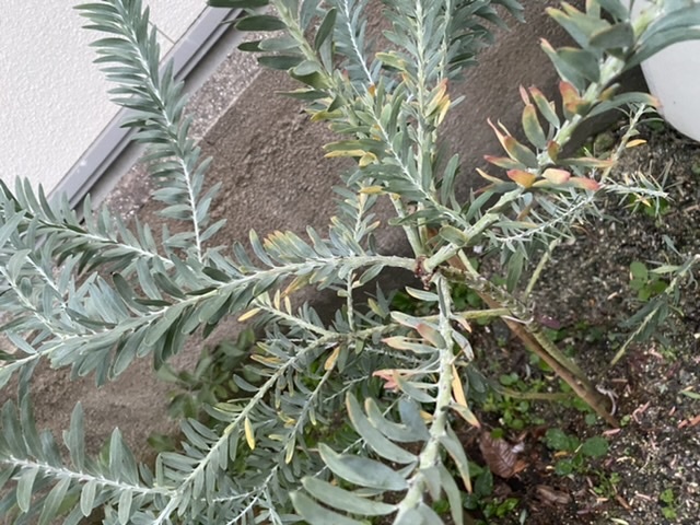 ブルーブッシュを2ヶ月ほど前に地植えにして 元気に新芽も伸び Yahoo 知恵袋