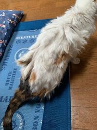 猫 動物に詳しい方にお聞きしたい 久々に実家に帰ったと Yahoo 知恵袋