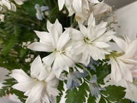 この白い花の名前はなんですか Yahoo 知恵袋
