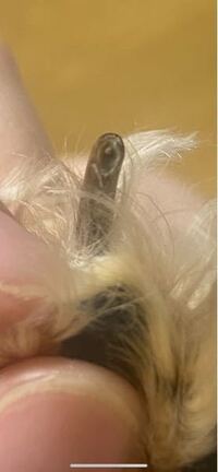 犬 トイプードル の黒爪の切り方の基準がわかりません いろいろ調べて見たのです Yahoo 知恵袋