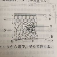 理科の問題です 植物の葉の断面の図なのですが Gが木部でhが師部 Yahoo 知恵袋