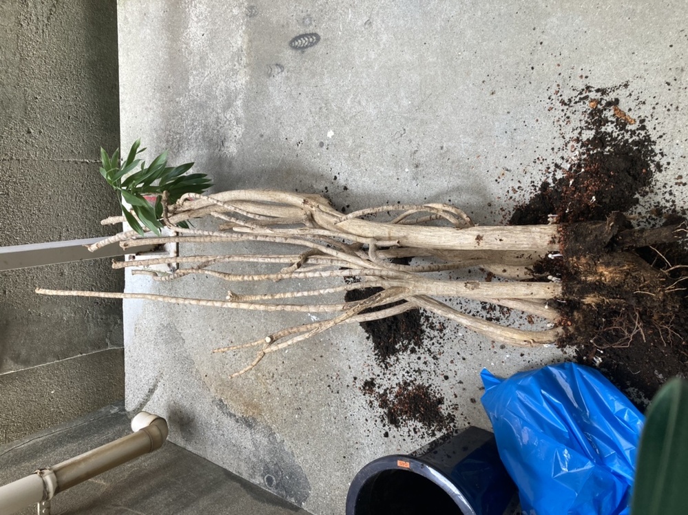 観葉植物のドラセナが先だけ葉が残り、枯れたようになってしまったのですが、復活する方法はないでしょうか？ 株が大き過ぎて分割する方法とか、葉のある部分だけ植え替える とかお解りになる方は詳しく教えて 下さい。