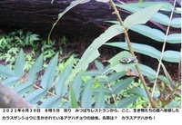 カラスザンショウを食草にするアゲハチョウは カラスアゲハだけですか？

また、この幼虫は何でしょうか？ 場所 千葉県森の中の開けた場所に植えたカラスザンショウに居ます。
月日 ２０２１年６月３０日