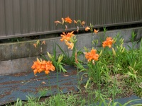 オレンジ色の花が咲いています 名前などご存じの方は教えて下さ Yahoo 知恵袋