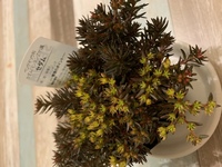 多肉植物のセダムのチョコレートボールを購入したのですが もう Yahoo 知恵袋