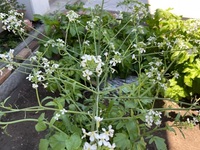 大根の花が咲いてます 種を取りたいのですが いつごろとったら良い Yahoo 知恵袋