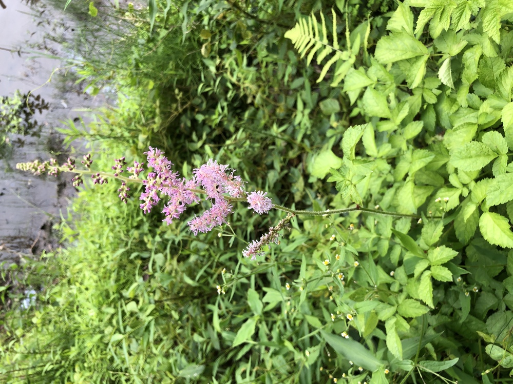 この植物はシモツケソウに似ていると思うのですが シモツケソウ Yahoo 知恵袋