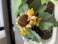 ミニひまわりを育てているのですが 花が咲き それがもう枯れかけて Yahoo 知恵袋
