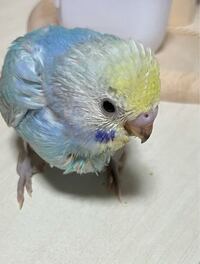 セキセイインコの雛 だいたい生後３週間とちょっとです 雄と雌どち Yahoo 知恵袋