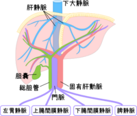 この画像を見ると門脈から肝静脈へ枝分かれして枝分かれしない分 Yahoo 知恵袋