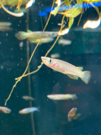 この魚の名前がわかる方 教えてください 川崎にできた水族館 カワ Yahoo 知恵袋