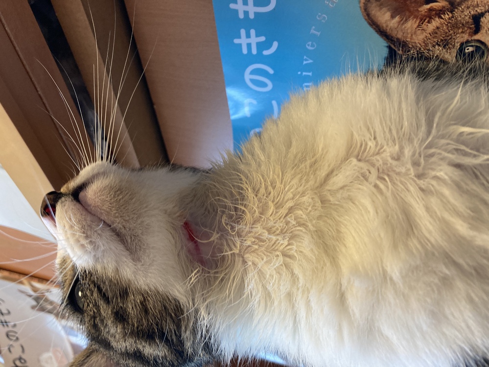 猫が脱走しました。 - 元野良ですが遠いところから3ヶ月の時 